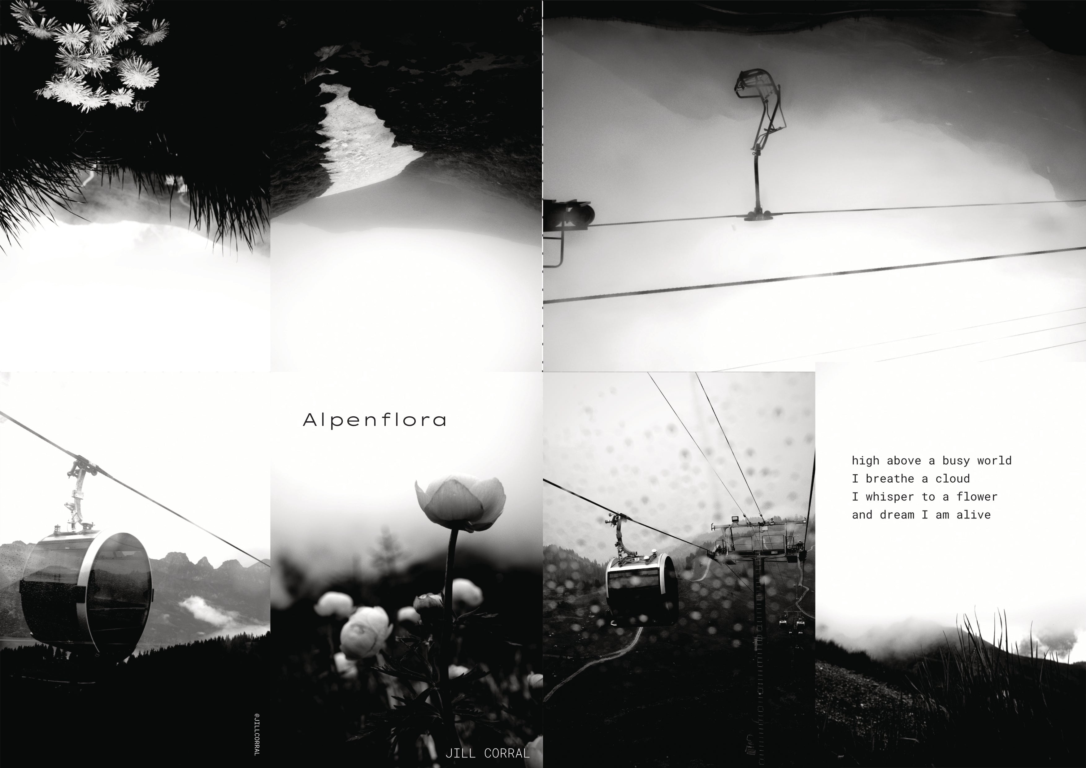 Mini-Zine: Alpenflora [Download]
